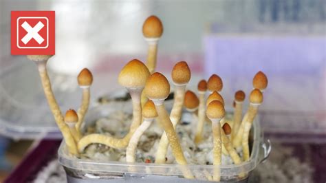 are mushroom spores illegal